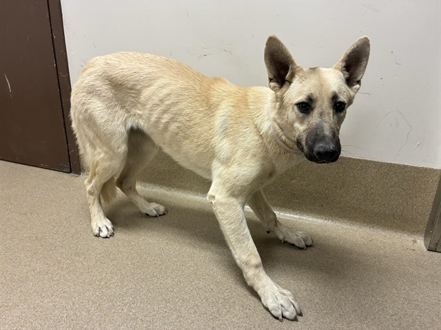 Bubi, a Akita, available for adoption