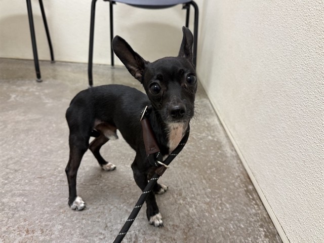 Dobbie, a Chihuahua (mix breed), available for adoption