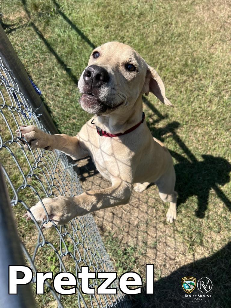 Pretzel, a Pit Bull Terrier, available for adoption