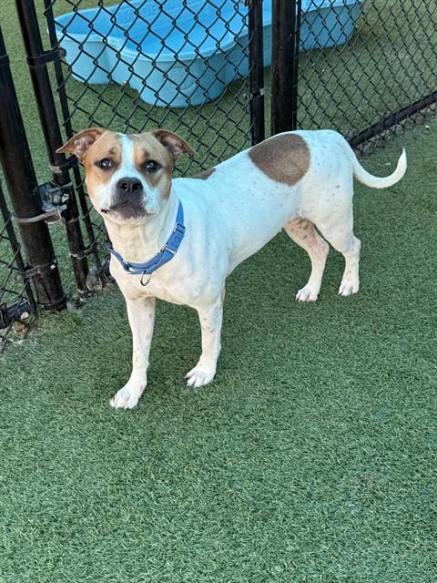 China, a American Staffordshire Terrier (mix breed), available for adoption