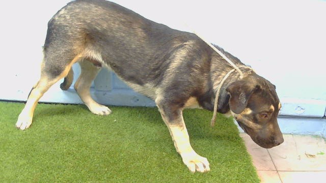 Poppas, a Australian Shepherd, available for adoption