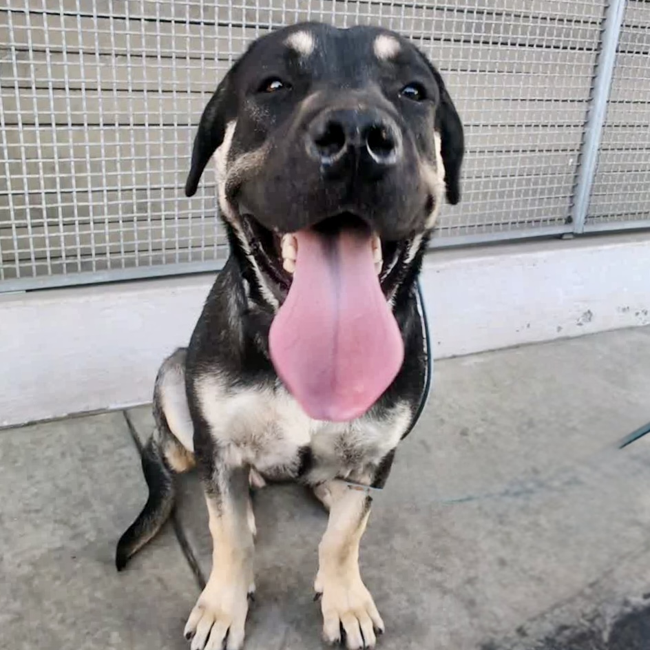 Poppas, a Australian Shepherd, available for adoption