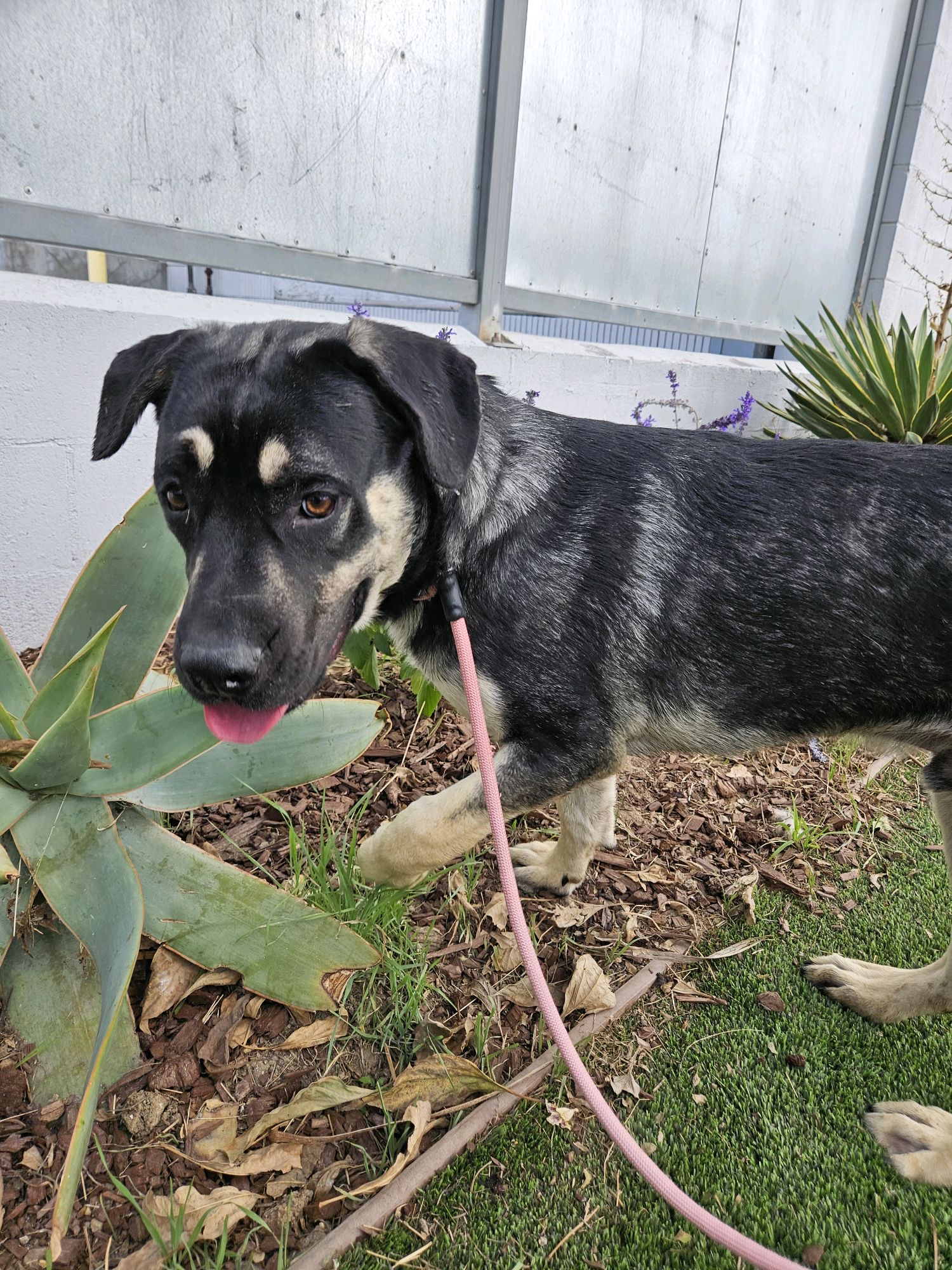 Poppas, a Australian Shepherd, available for adoption