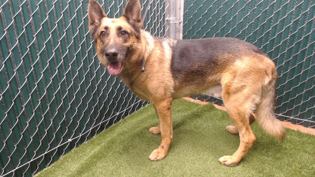 Spike, a German Shepherd, available for adoption