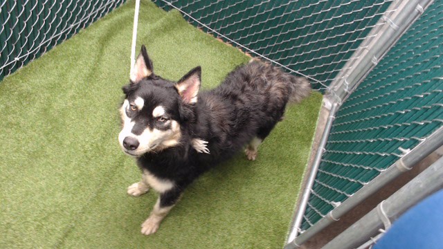 Mona, a Border Collie, available for adoption