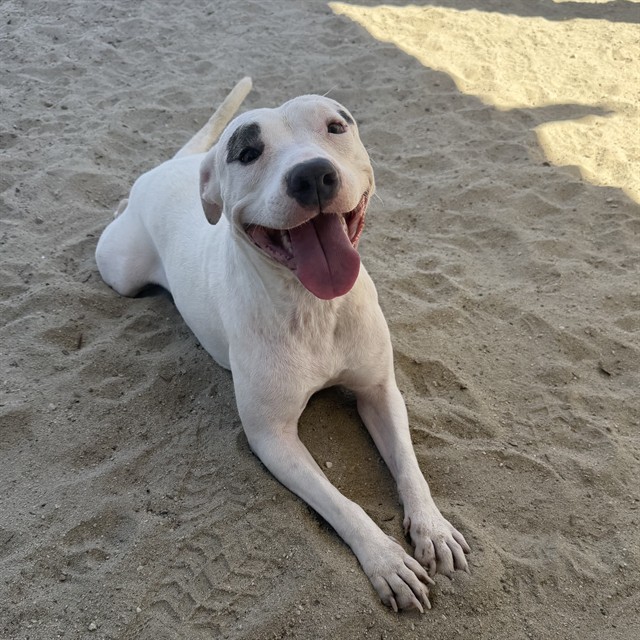 Blanca Bella, a Pit Bull Terrier (mix breed), available for adoption
