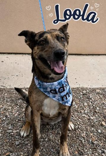 Loola, a Catahoula Leopard Dog (mix breed), available for adoption