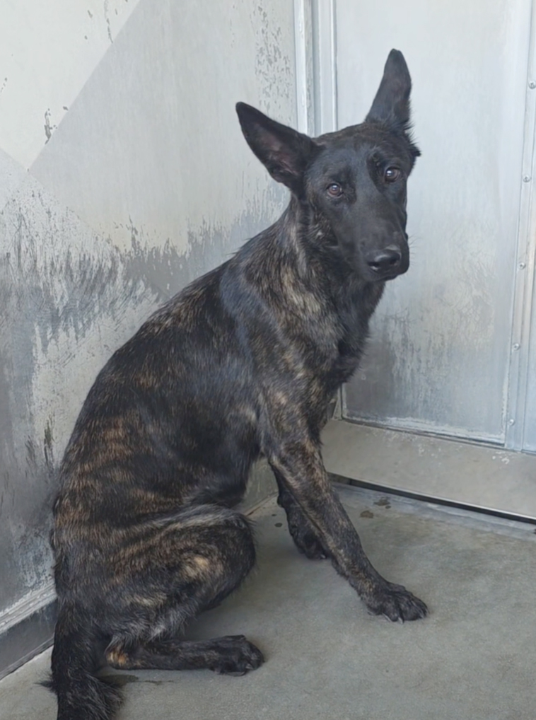 Brenda, a Dutch Shepherd, available for adoption