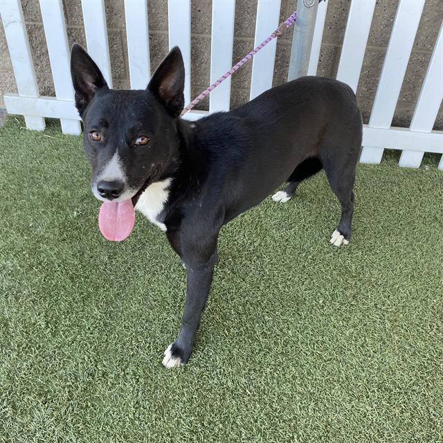 Domino, a Border Collie, available for adoption