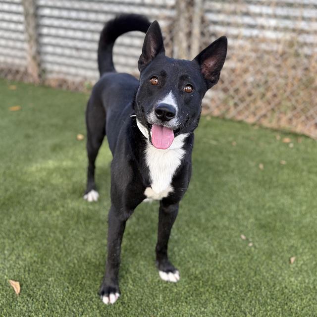 Domino, a Border Collie, available for adoption