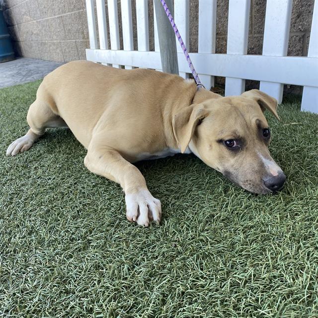 Rave, a Pit Bull Terrier, available for adoption