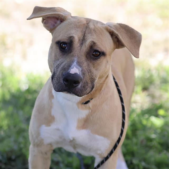 Rave, a Pit Bull Terrier, available for adoption