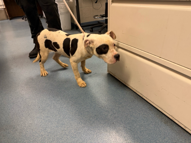 Madam Leche, a American Staffordshire Terrier, available for adoption