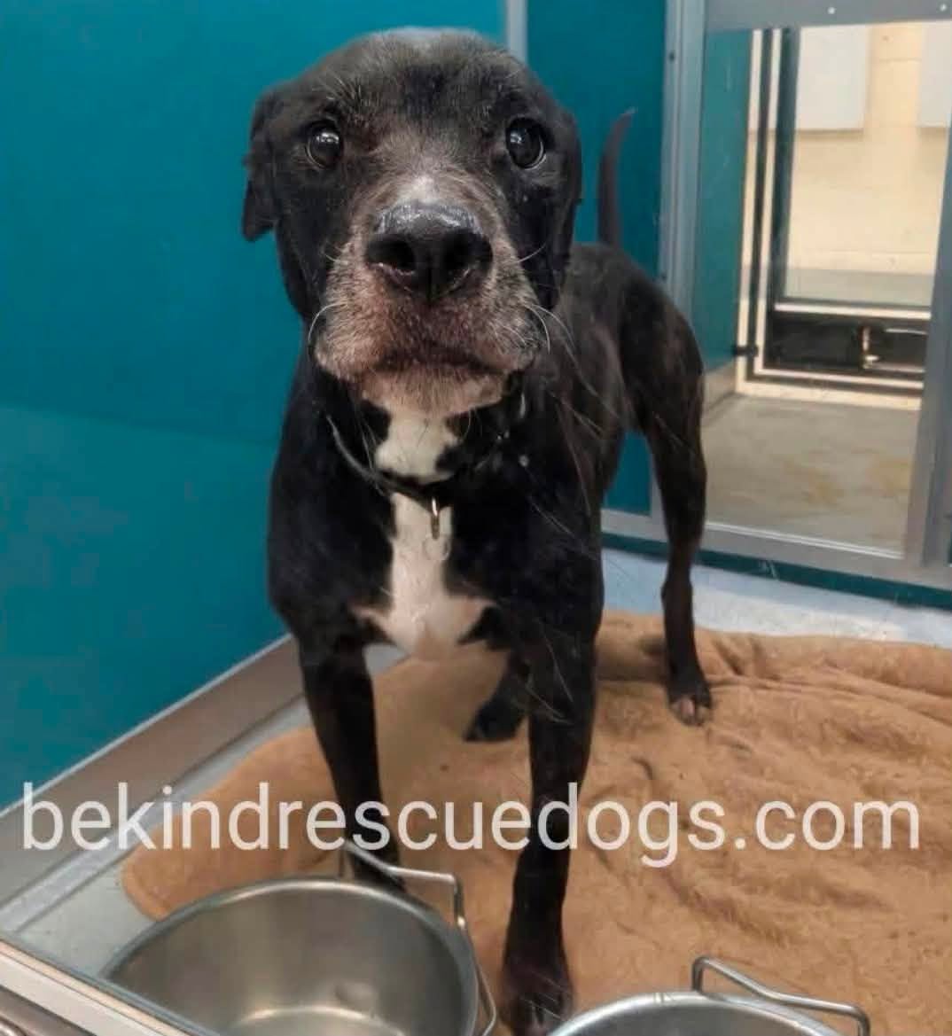 A400991, a Labrador Retriever, available for adoption