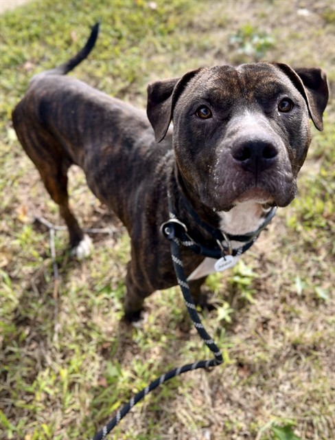 Hainey, a Pit Bull Terrier, available for adoption