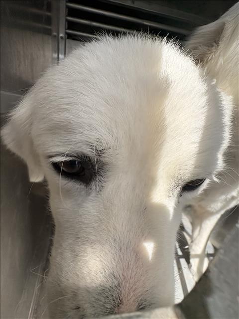 Coco, a Great Pyrenees (mix breed), available for adoption