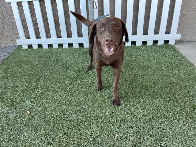 Hershey, a Labrador Retriever, available for adoption