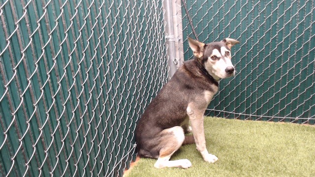 Mo, a Siberian Husky, available for adoption