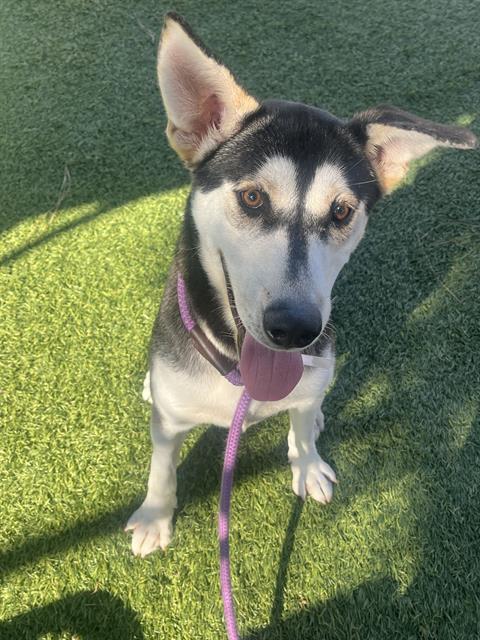 Mo, a Siberian Husky, available for adoption