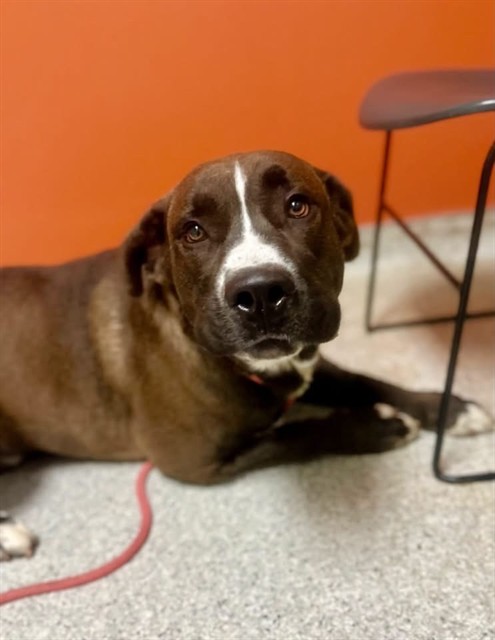 Brutus, a Pit Bull Terrier, available for adoption