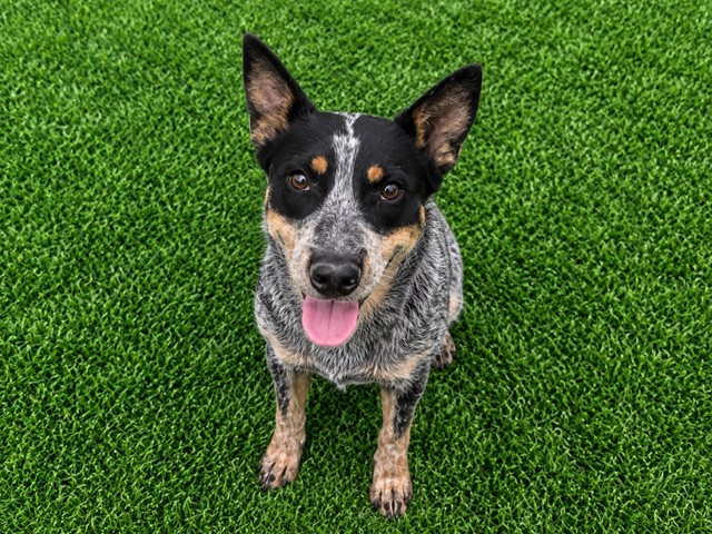 Sydney, a Cattle Dog, available for adoption