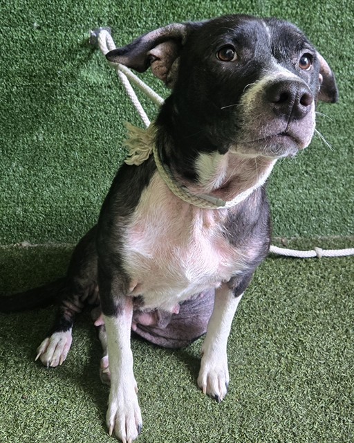 Queen, a Border Collie, available for adoption