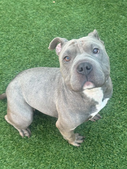 Cleopatra, a Pit Bull Terrier (mix breed), available for adoption