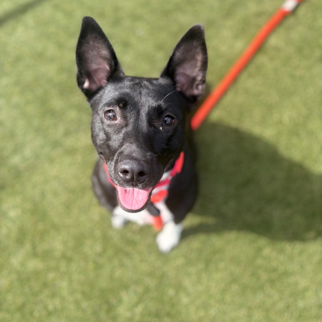 Riley Ranger, a Pit Bull Terrier (mix breed), available for adoption