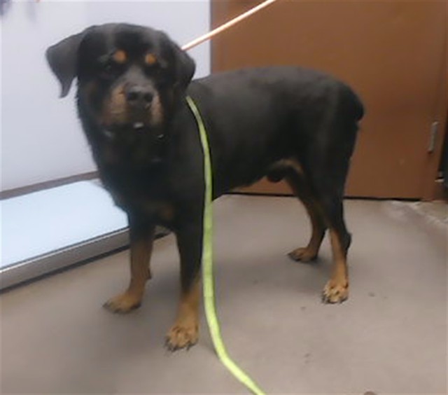 Gino, a Rottweiler (mix breed), available for adoption