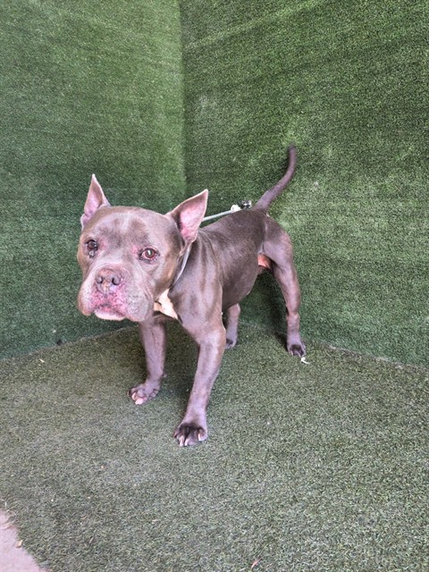 A5806163, a Pit Bull Terrier, available for adoption