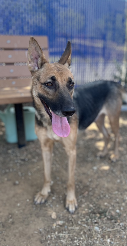 Beauty, a German Shepherd, available for adoption