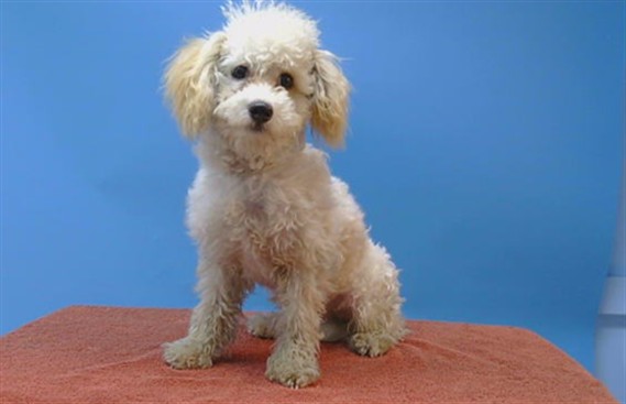 A5806404, a Poodle, available for adoption