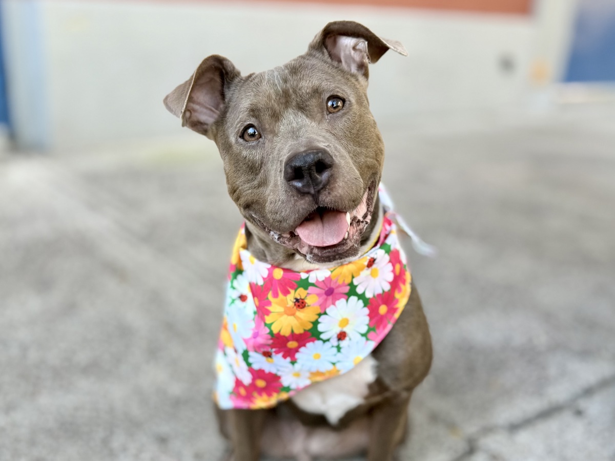 Puti, a Pit Bull Terrier, available for adoption