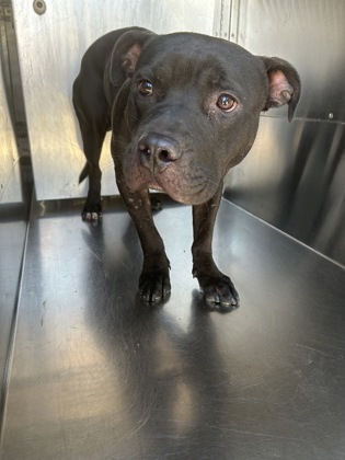 Howie, a Pit Bull Terrier, available for adoption