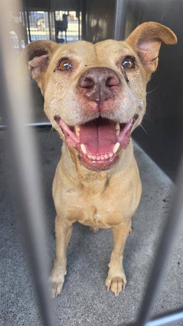 Yellow, a Bullmastiff, available for adoption