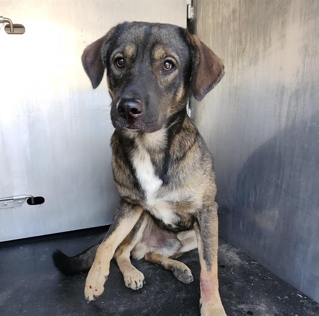 Yogi, a Norwegian Elkhound (mix breed), available for adoption