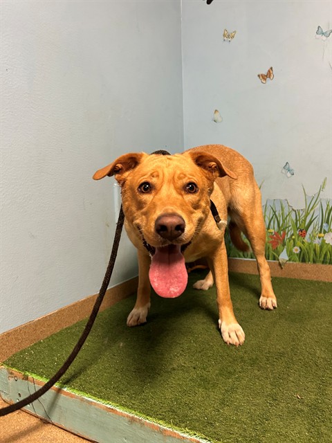 Ruby, a Golden Retriever, available for adoption