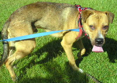 Other Photos of thie Dog