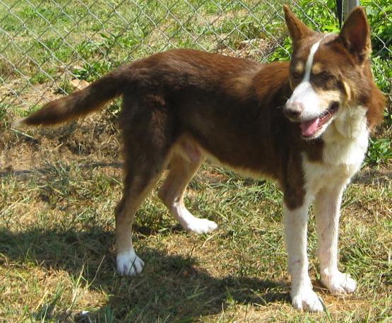 Other Photos of thie Dog