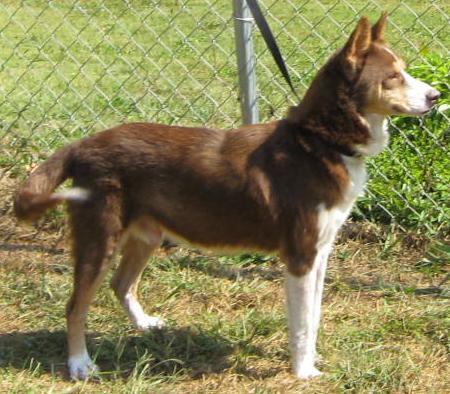 Other Photos of thie Dog