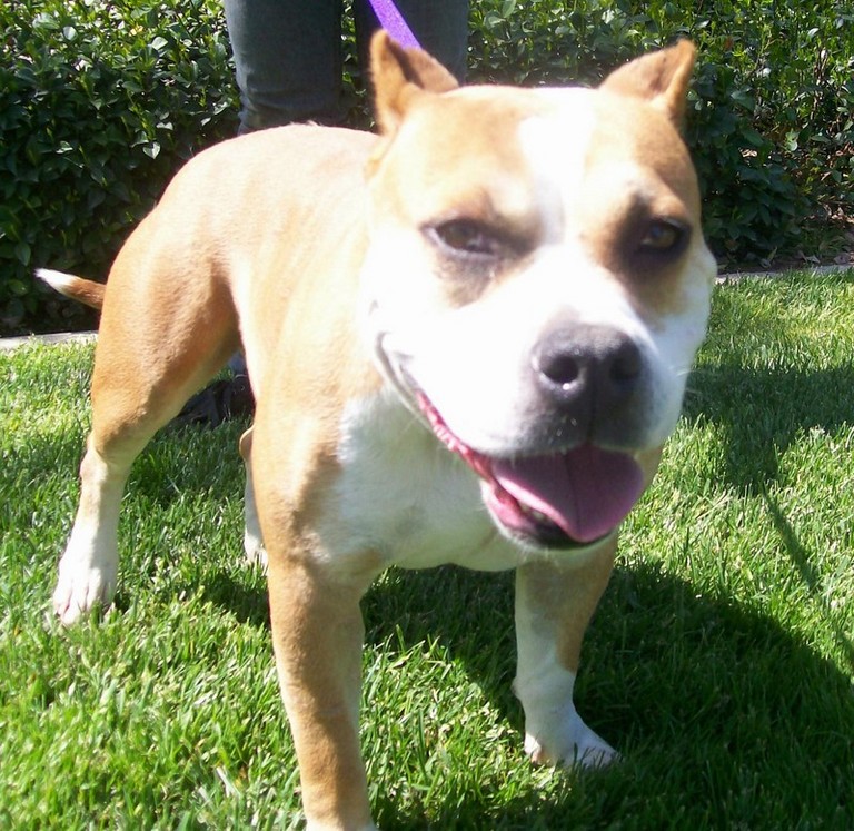 Other Photos of thie Dog