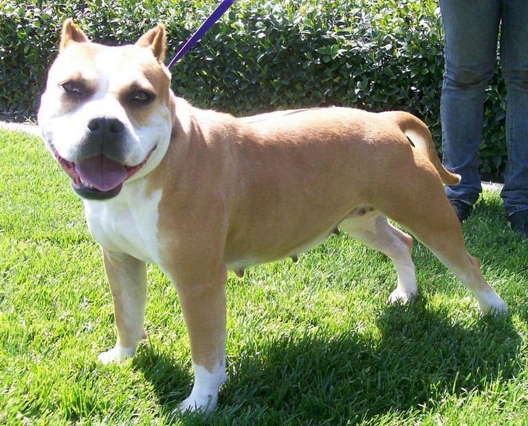 Other Photos of thie Dog