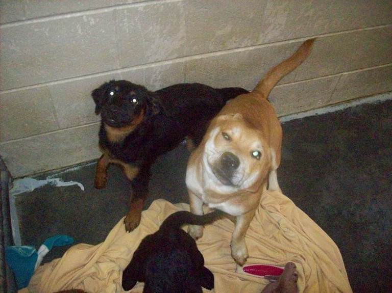 Other Photos of thie Dog