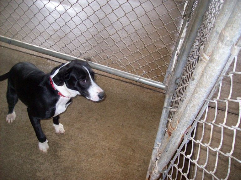 Other Photos of thie Dog