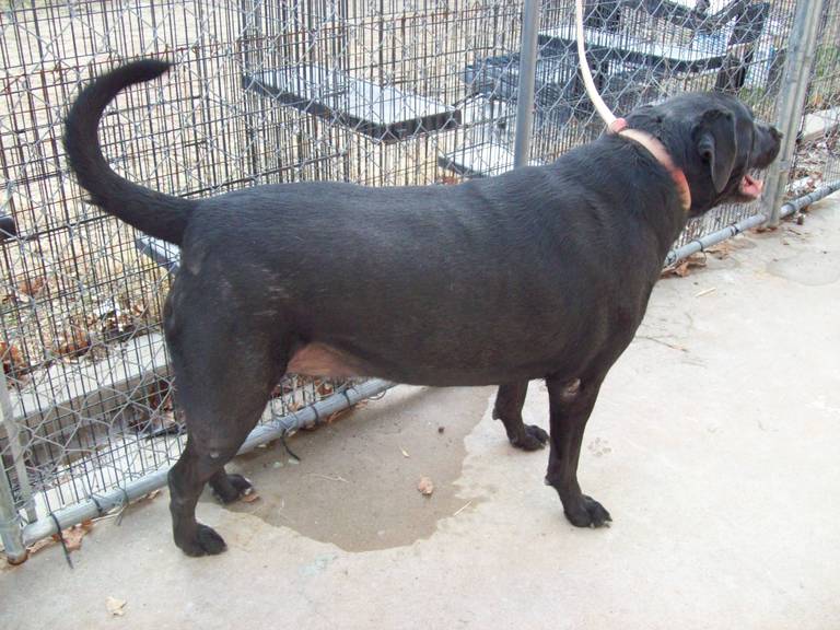 Other Photos of thie Dog