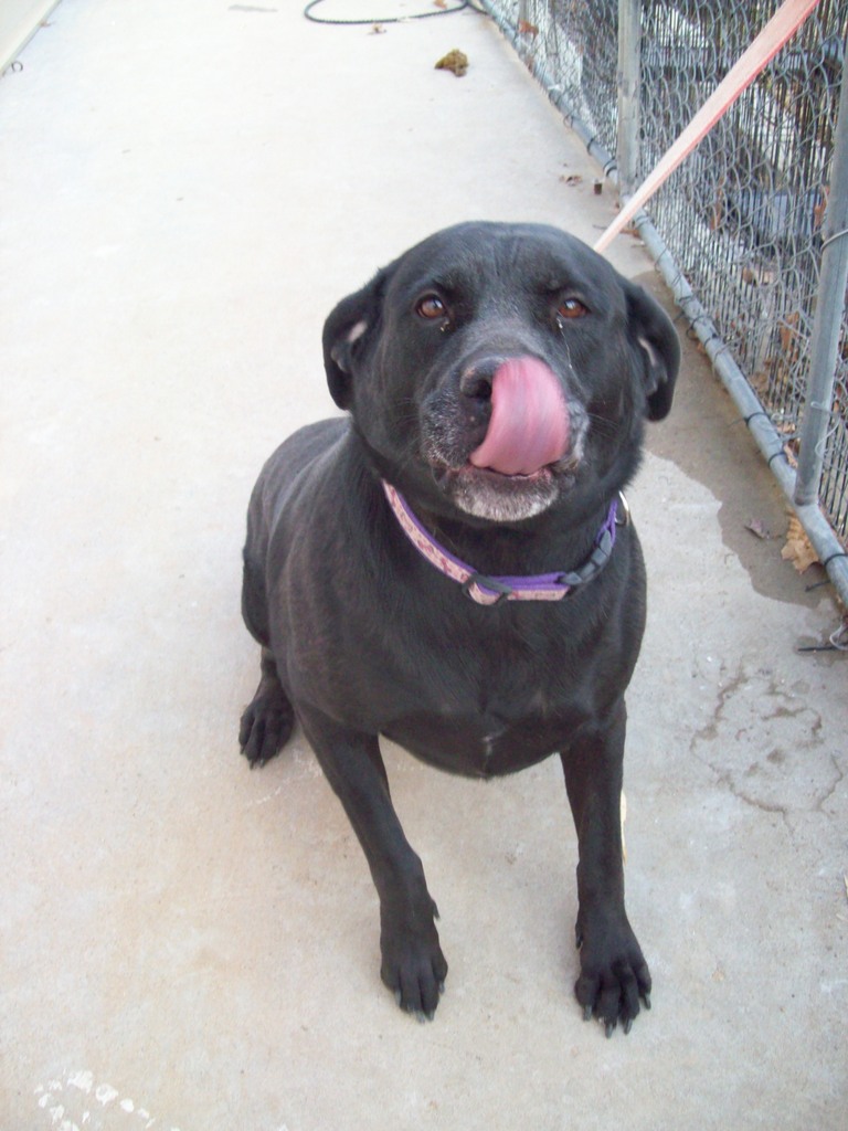 Other Photos of thie Dog