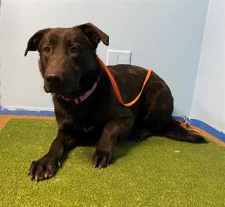 Gansito, a Labrador Retriever, available for adoption