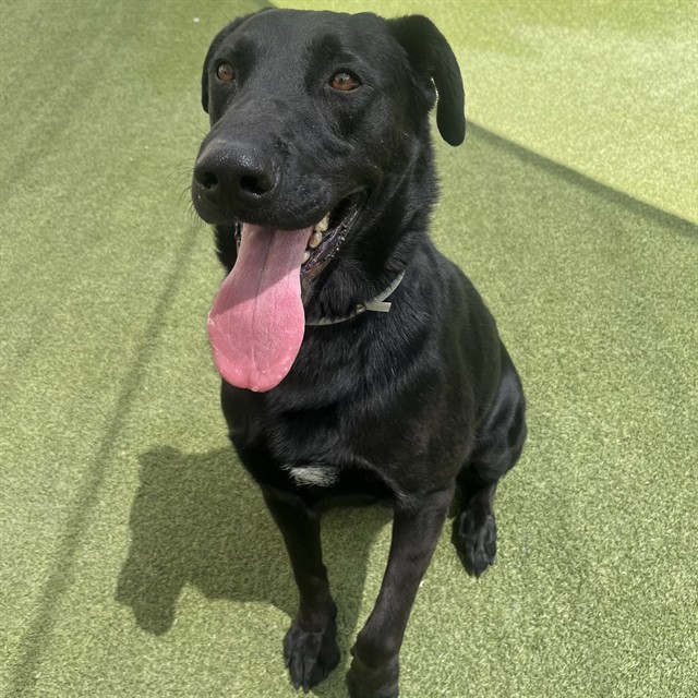 Adoptable pet photo