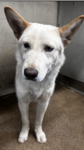 Other Photos of thie Dog