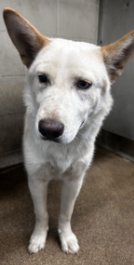 Other Photos of thie Dog
